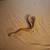 Blood Python 9 thumbnail