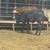 Heifers 6 thumbnail