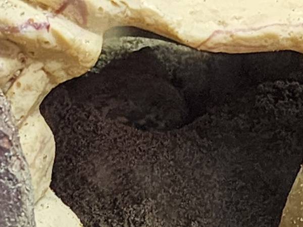 3 Hermit Crabs + Aquarium & All Supplies! (Johnstown)63882391929347123