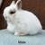 Netherland Dwarf Bunnies 4 thumbnail