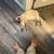Missing cat! 8 thumbnail