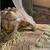 Bonded Pair of Male Sulcata Tortoises 6 thumbnail