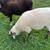 Sheep 2 thumbnail