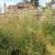 Weed eater service high grass/weeds cut it down 20 thumbnail
