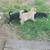 puppies 16 thumbnail