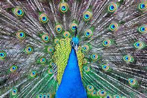Feathers from Peacocks 1