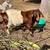 Texmaster cross goats *price reduced* 5 thumbnail