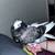 Two amazing pigeons 2 thumbnail