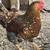 Fertilized chicken eggs 10 thumbnail