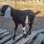 Healthy Nubian male goat 3 thumbnail