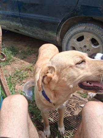 Free to good home. Great Pyrenees, Labrador mix (Harrisonville)63280524425729120