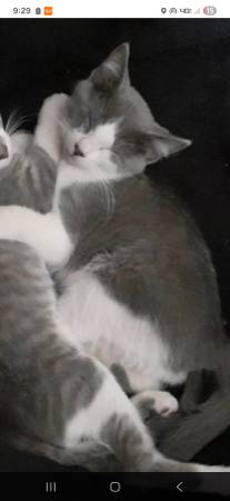 Free to good home (Carthage)63654750478721121