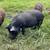 KuneKune and American Guinea Hogs, prices vary-$200 6 thumbnail
