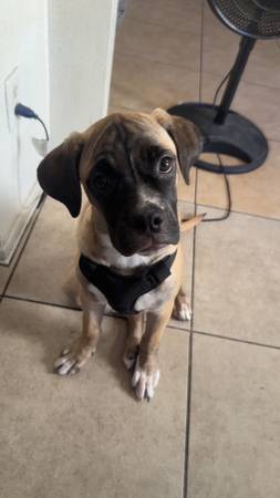 Hembra Corso / Bulldog americano