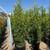 Ficus nitida indian laurel privacy hedge 4 thumbnail
