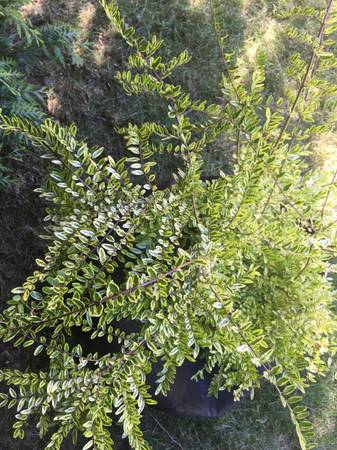 Lonicera Ligustrina Lemon Beauty - $20 (Lake City)63471418782851121