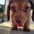 Mini Dachshund Lap Warmer 2 thumbnail