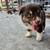 Australian shepherd 2 thumbnail