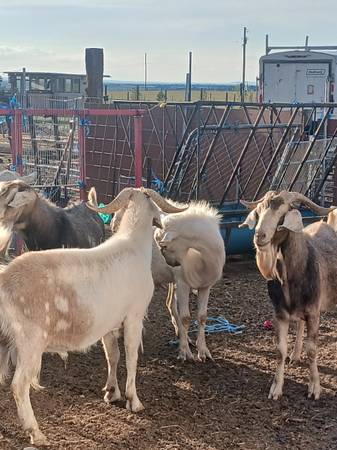 Goats 1