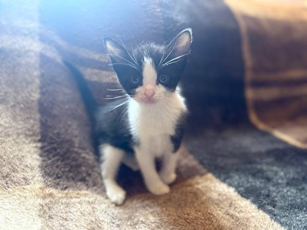 Reubicación de gatitos527916967983196161