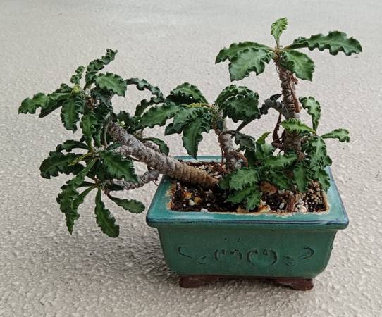 Succulent Bonsai Tree Plant 1