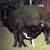 SHEEP 2 thumbnail