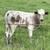 SOLD -  Texas longhorn bull calf 3 thumbnail