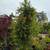 Pomegranate Tree 6 thumbnail