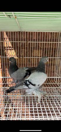 Pigeons Turkish Templar 1