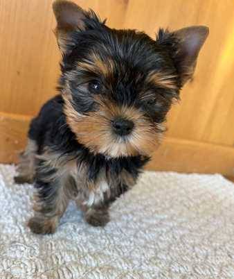 Yorkie      miniatureDOGs (310 3five9 8851)63830167209473121