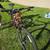 Giant mountain bike 4 thumbnail