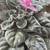 African violets. Now blooming   Many color to choose. $5 or $6 7 thumbnail