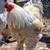 Brahma chicks-mottled, porcelain, blue salmon, lemon pyle, Isabel 13 thumbnail