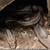 Corn Snake 1 thumbnail