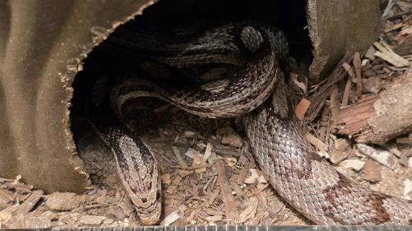 Corn Snake 1