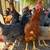 Pullets available 4 thumbnail