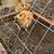 Chickens 1 thumbnail