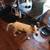 Catahoula lepard dog female 6mo old 4 thumbnail