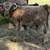 Mini Cattle /// Mini Donkeys /// Mini Horses 11 thumbnail