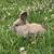 Holland lop Bucks 4 thumbnail