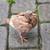 Pigeons 6 thumbnail