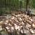 Log splitting with hydraulic machine, chain saw work 2 thumbnail