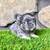 French Bulldog Puppies 7 thumbnail