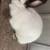 Californian Rabbits For Sale 1 thumbnail