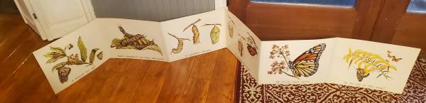 Butterfly Sequence poster set 1