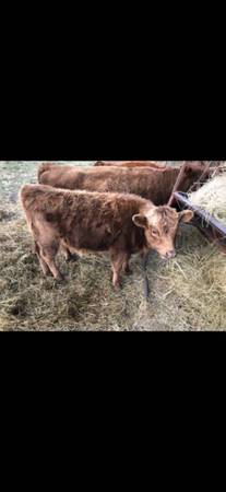 Irish dexter yearling heifer calves 1