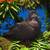 DOUBLE CRESTED ENGLISH TRUMPETERS 3 thumbnail