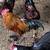 Bantam chickens for sale 5 thumbnail