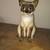 Siamese cat lot:  painting, lamp, bank, pot holder, magnets, etc 5 thumbnail