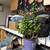 Established Jade plant 1 thumbnail